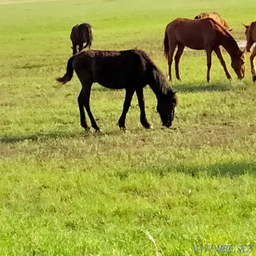 Zhylkylar  - photo 1