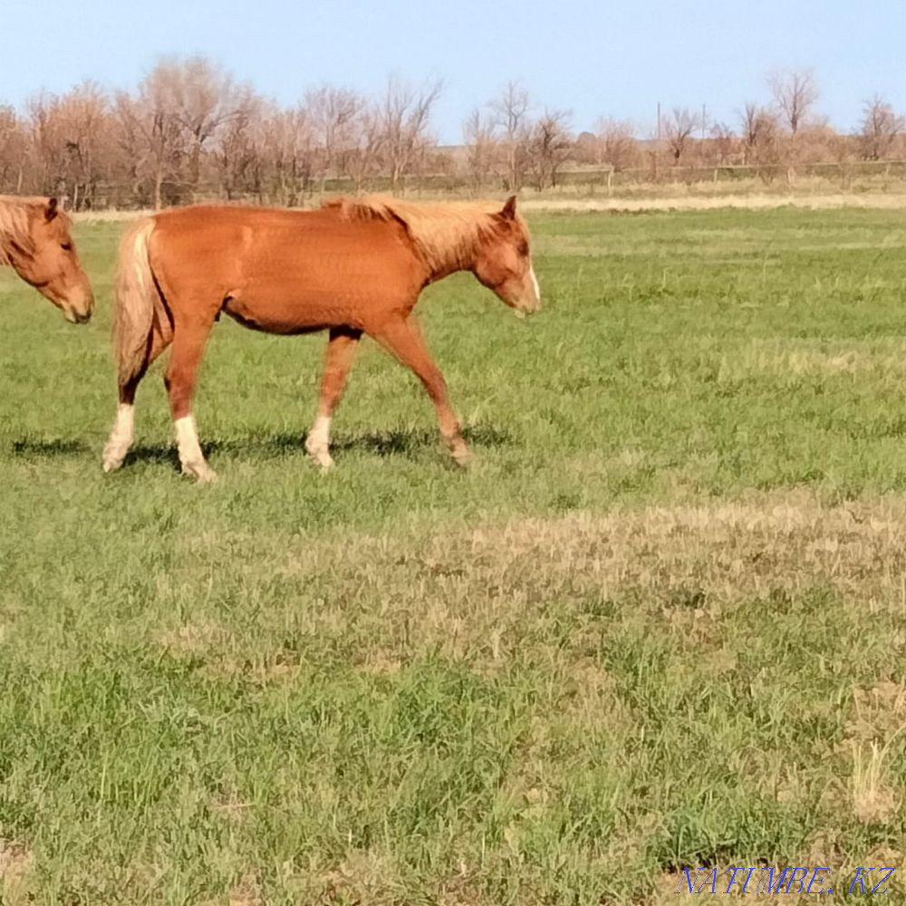 Zhylkylar  - photo 5