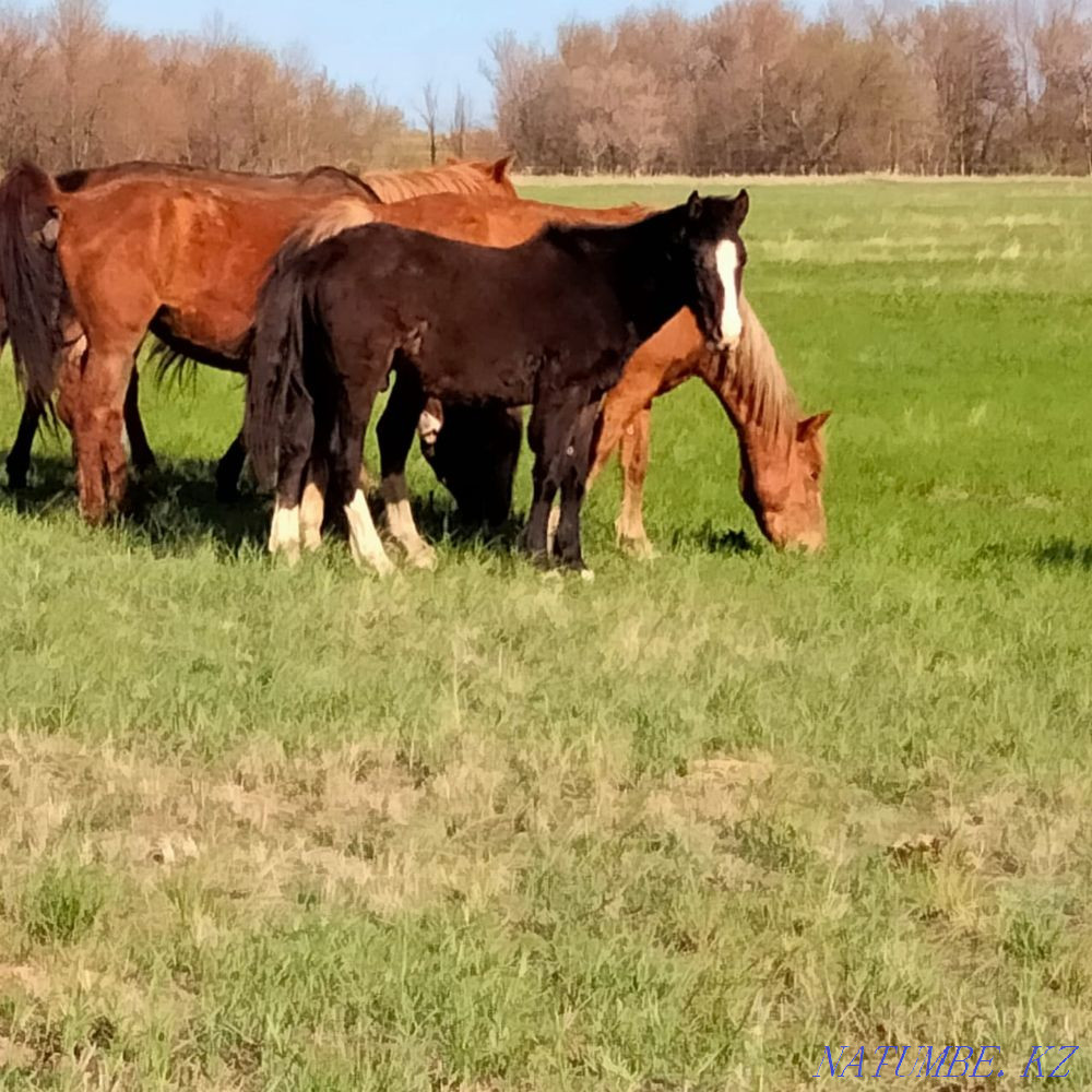 Zhylkylar  - photo 2