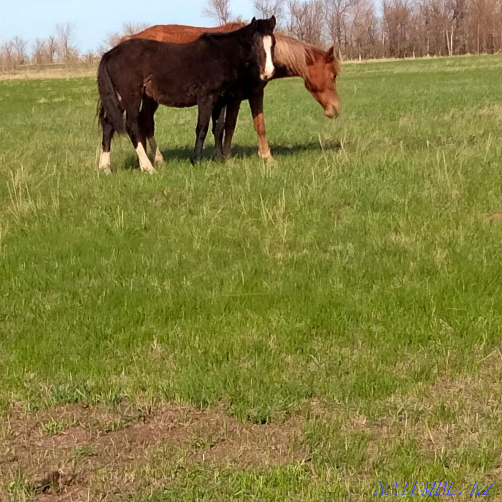 Zhylkylar  - photo 3