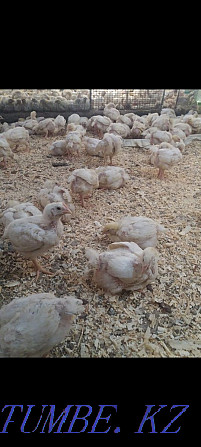 Broilers 21 days (3 weeks old) Semey - photo 1