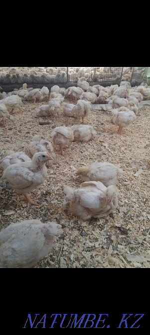 Broilers 21 days (3 weeks old) Semey - photo 1