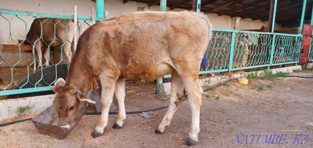 Таза алатау сиыр w?емес таза алатау б?зау  - изображение 5
