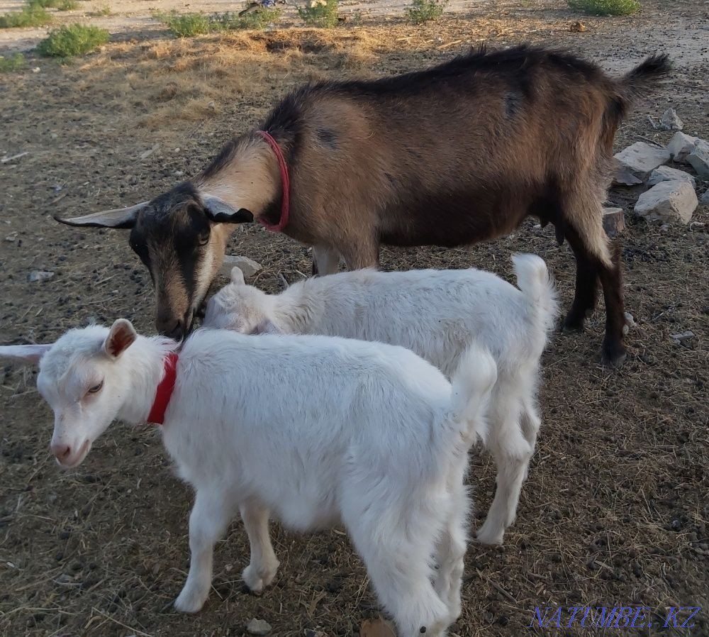 Асыл т??ымды алпи сауын ешкі сатылады. Жанаозен - изображение 5