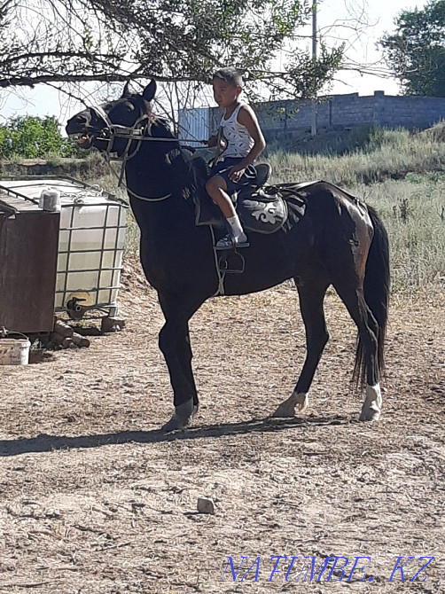 Жор?а ат ?ой?ан жерден ?стататын жуас. Казцик - изображение 1