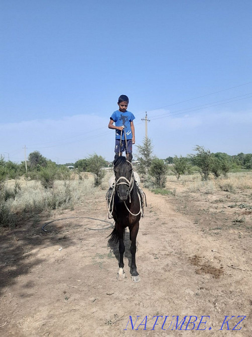Жор?а ат ?ой?ан жерден ?стататын жуас. Казцик - изображение 3