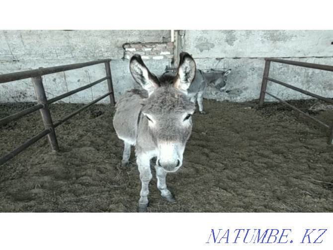 Sell donkeys Pavlodar - photo 1