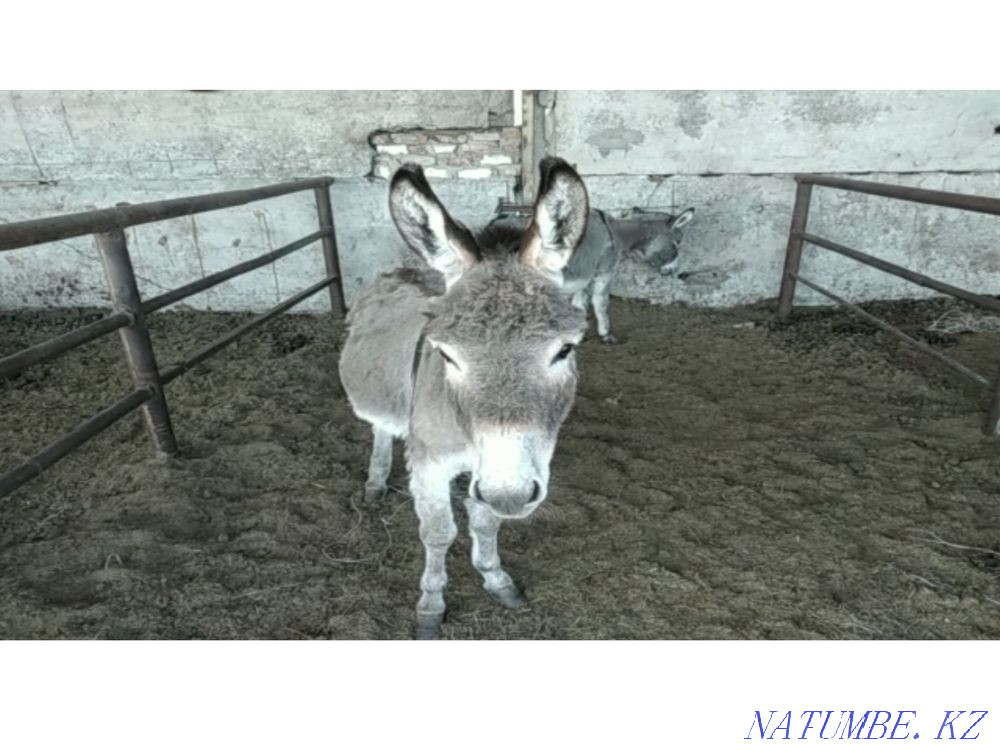 Sell donkeys Pavlodar - photo 1