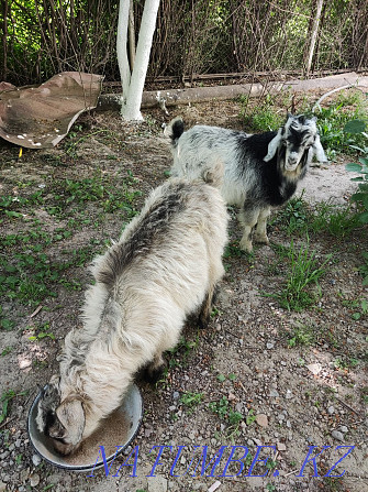 Lacquer goat kids satylada 2 pcs Shymkent - photo 2