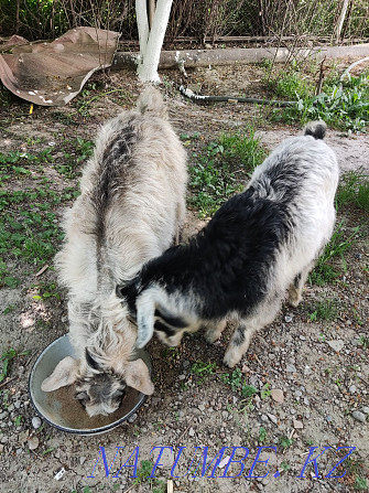 Lacquer goat kids satylada 2 pcs Shymkent - photo 1