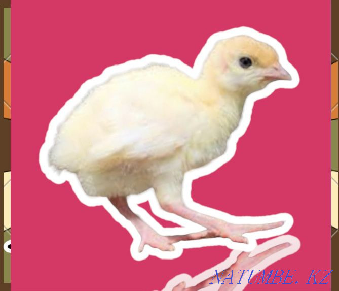 Turkey poults BIG 6 daily allowance up to 1000 pieces under the order output at the end of May Atyrau - photo 2