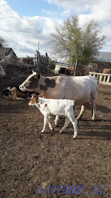 Продается корова Уральск - изображение 3