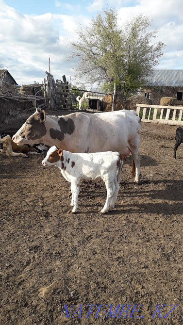 Продается корова Уральск - изображение 1