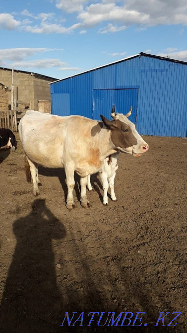 Продается корова Уральск - изображение 2