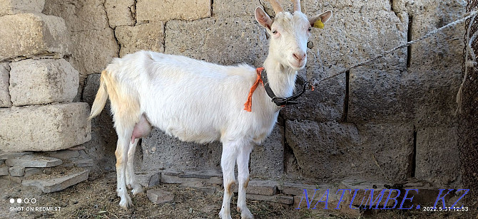 Zanen eshkіsi ekі la?ymen. Saanen goat with kids  - photo 1