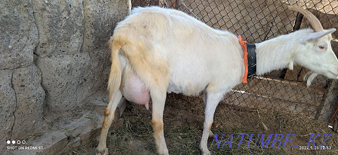 Zanen eshkіsi ekі la?ymen. Saanen goat with kids  - photo 2