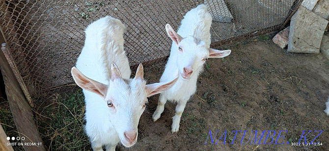 Zanen eshkіsi ekі la?ymen. Saanen goat with kids  - photo 4