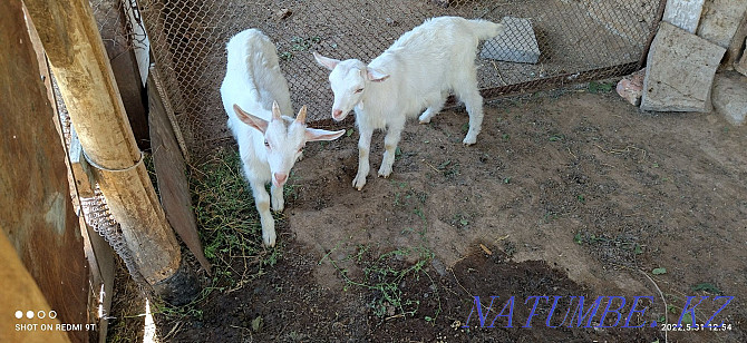 Zanen eshkіsi ekі la?ymen. Saanen goat with kids  - photo 3