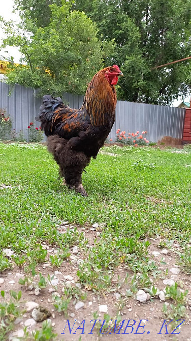 I will sell Brama roosters Almaty - photo 2