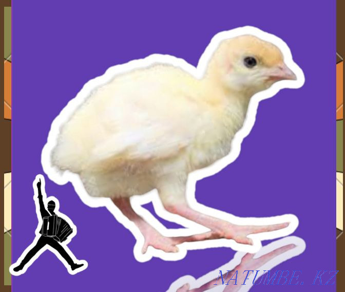 Мамыр айының соңында Түркия BIG 6 күнделікті жәрдемақы күркетауық күркетауық көтерме алдын ала тапсырыс шығарды  Ақтөбе  - изображение 1