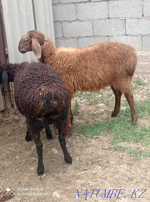 ақпан айыны? kozylars urgashy satylady Шымкент - изображение 1