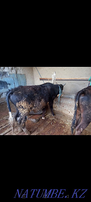 Еки бука сатылады  - изображение 1