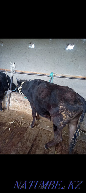 Еки бука сатылады  - изображение 4