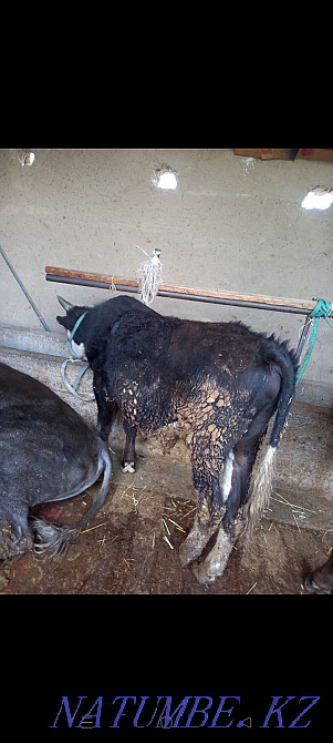 Еки бука сатылады  - изображение 3