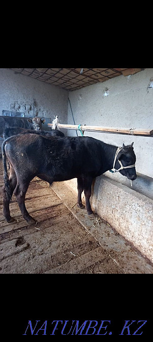 Еки бука сатылады  - изображение 2