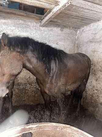 Продам жирных лошадей с откорма в Атбасаре 