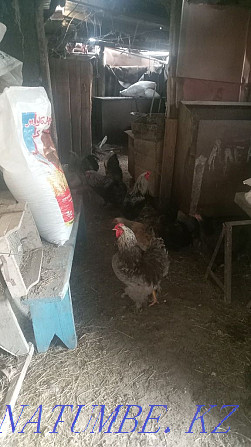 I will sell chickens and roosters Brama.  - photo 3