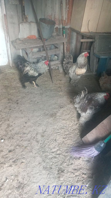 Продам курей и петухов Брама.  - изображение 1