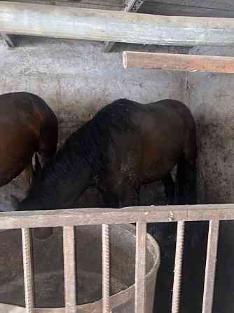 Продам жирных лошадей разных возрастов на выбор в Атбасаре Кокшетау