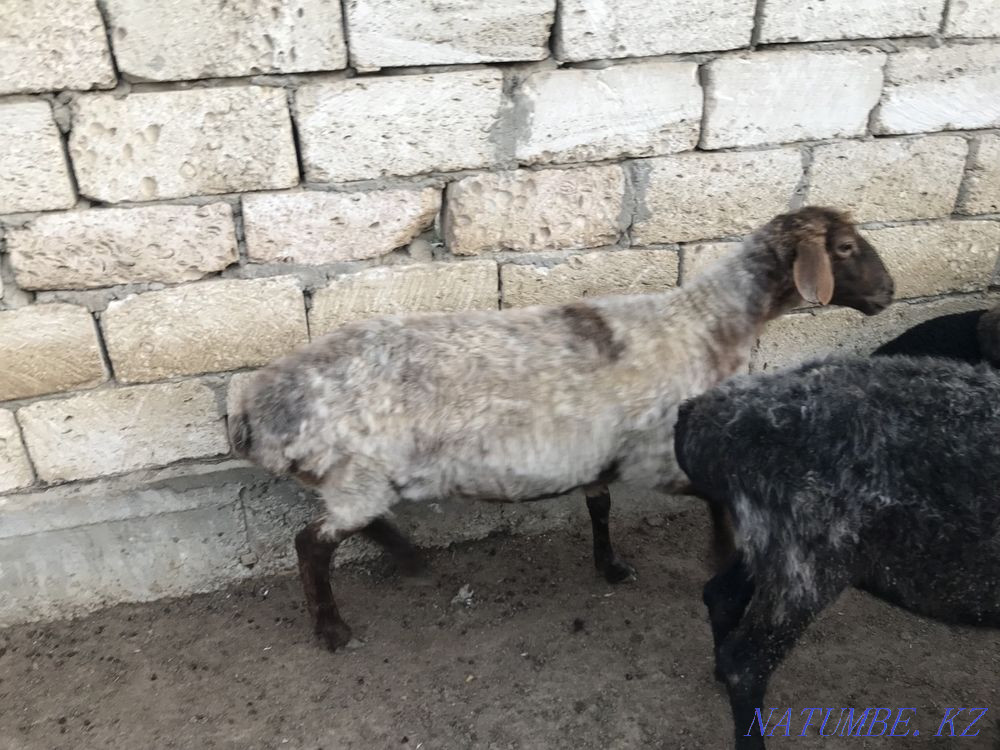 ?ой сатылады Мангистау - изображение 2