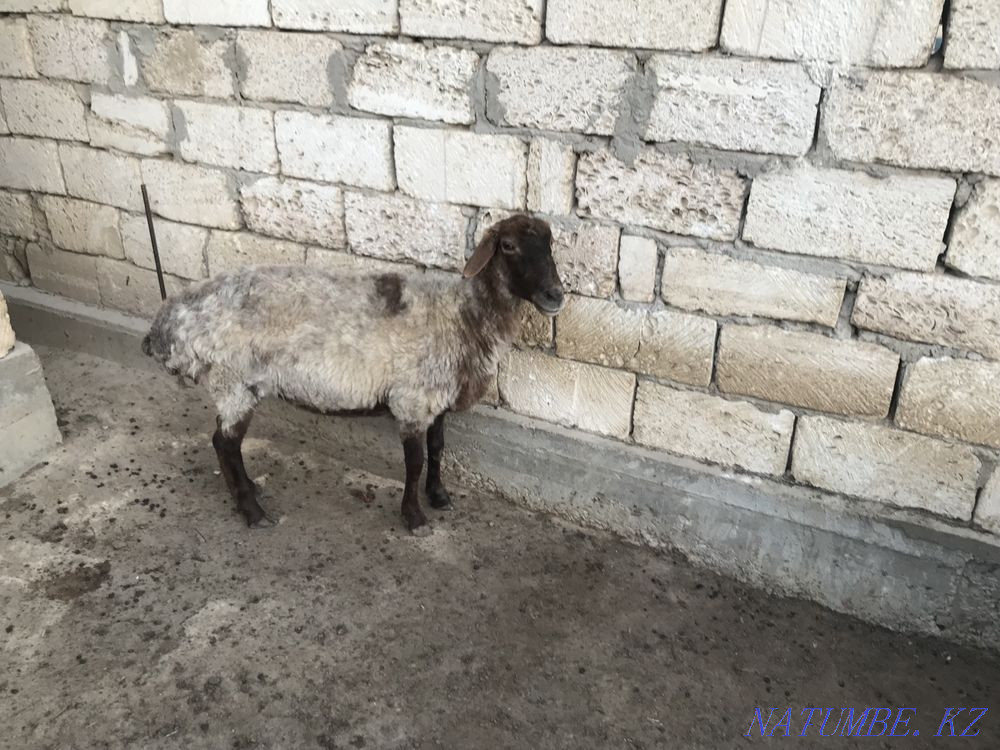 ?ой сатылады Мангистау - изображение 3