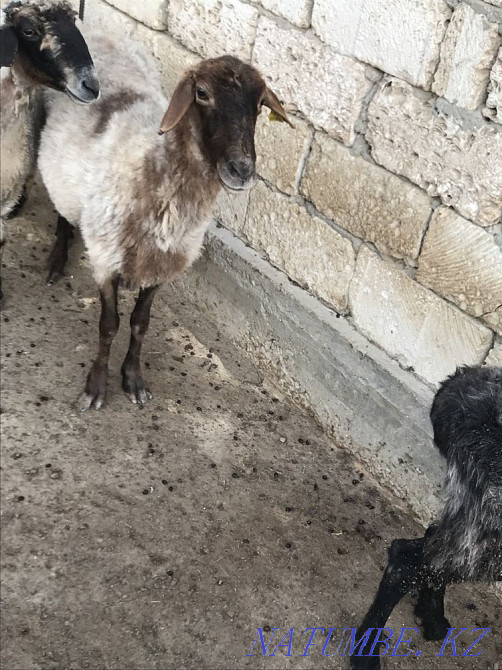 ?ой сатылады Мангистау - изображение 5