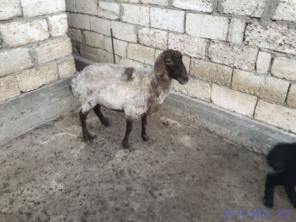 ?ой сатылады Мангистау - изображение 1