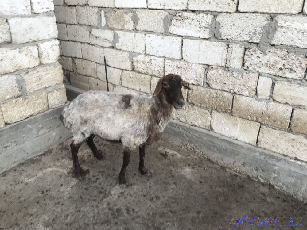 ?ой сатылады Мангистау - изображение 4