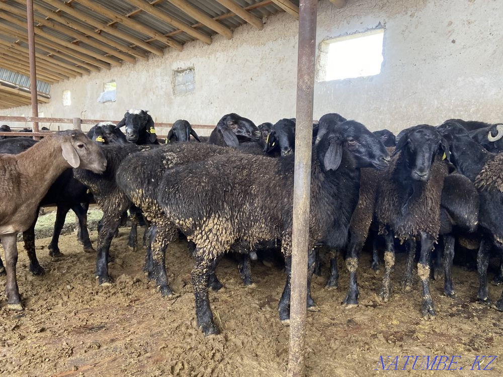 Кошкар ет  - изображение 2