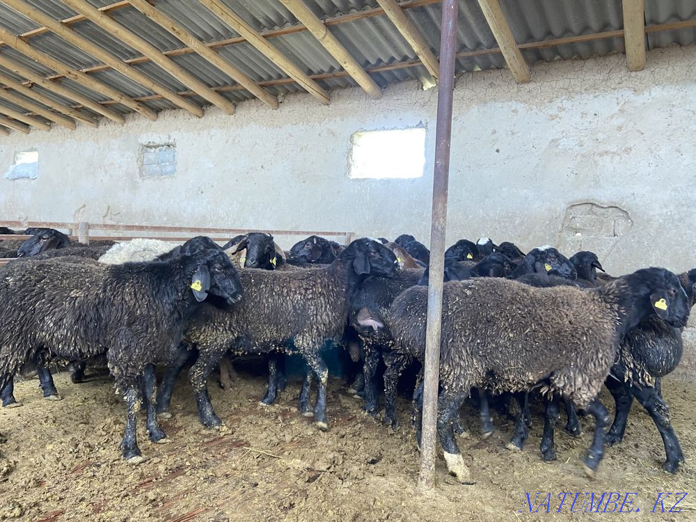 Кошкар ет  - изображение 3