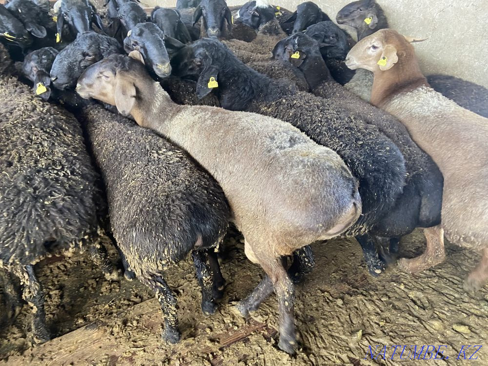 Кошкар ет  - изображение 1