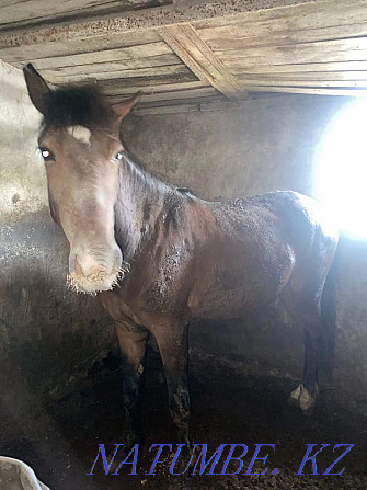 Fat horses in Atbasar Atbasar - photo 2