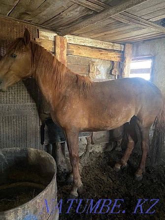 Fat horses in Atbasar Atbasar - photo 3