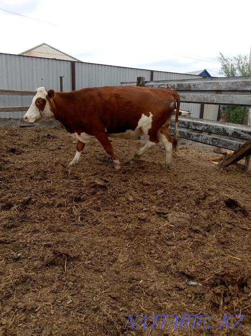 Продам молодую корову Экибастуз - изображение 2