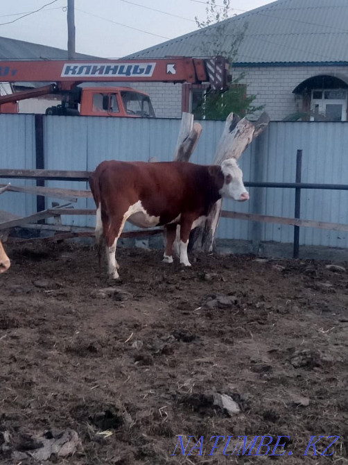 Продам молодую корову Экибастуз - изображение 3