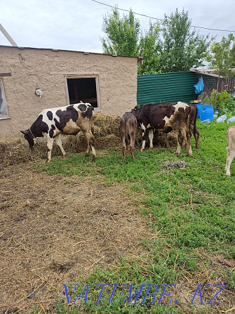 Sell calves bulls and heifers Esik - photo 2