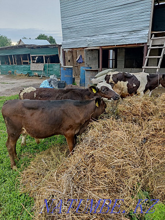 Sell calves bulls and heifers Esik - photo 3