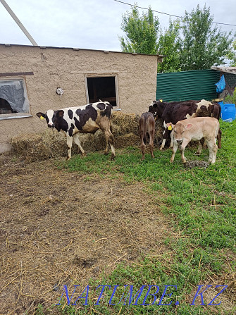 Sell calves bulls and heifers Esik - photo 4