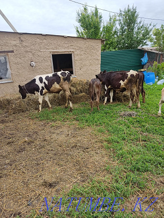 Sell calves bulls and heifers Esik - photo 1