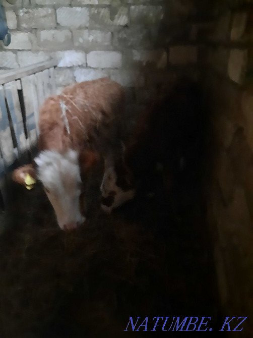 8 ailyk baspak satam urgashy 2 bas alam deushiler habarlasy?yzdar  - photo 2